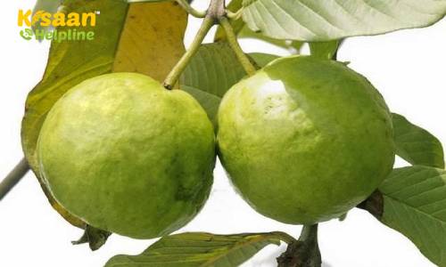 अमरुद की वैज्ञानिक तरीके से करें उन्नतशील खेती, और कमाइये अच्छा मुनाफ़ा